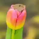 Puppies and tulips wallpaper  screen for extension Chrome web store in OffiDocs Chromium