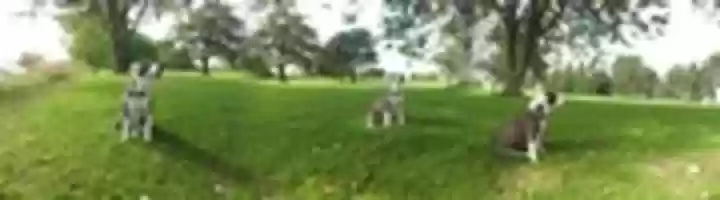 Free download PUPPY CLONES free photo or picture to be edited with GIMP online image editor