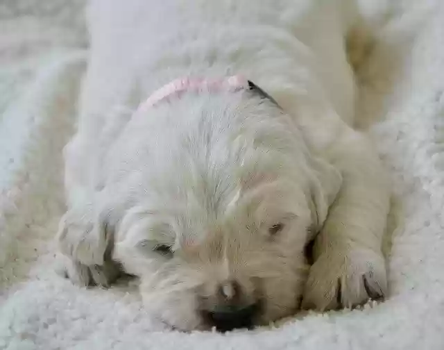 Free download Puppy Golden Retriever -  free photo or picture to be edited with GIMP online image editor