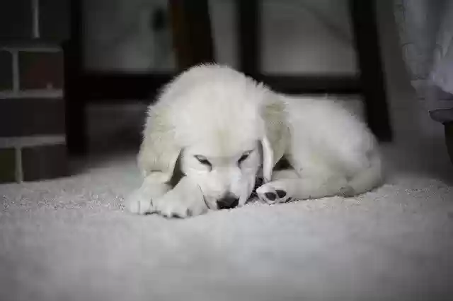 Free download Puppy Golden Retriever Cute -  free photo or picture to be edited with GIMP online image editor