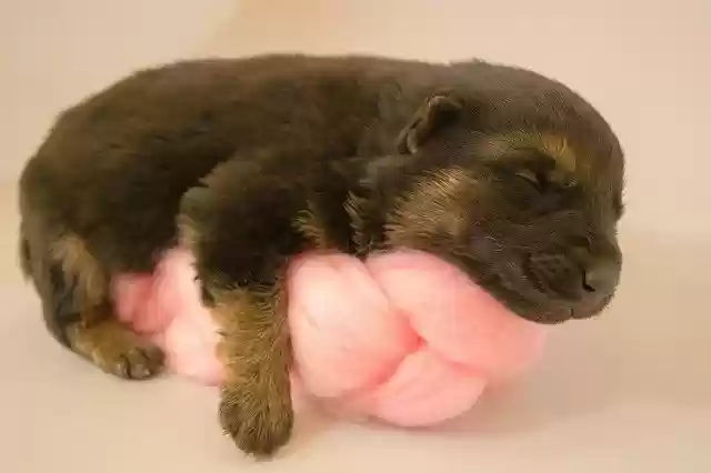Free download puppy newborn adorable pet dog free picture to be edited with GIMP free online image editor