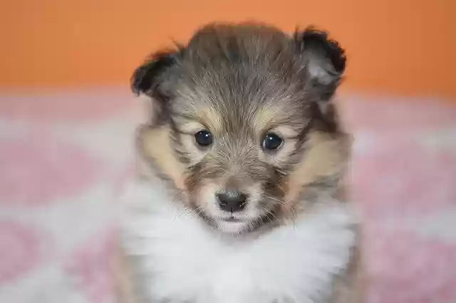 Free download Puppy Portrait Shetland -  free photo or picture to be edited with GIMP online image editor