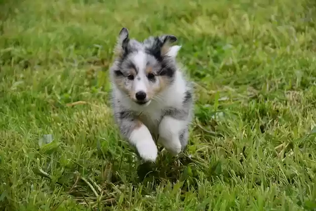 Free download puppy shetland sheepdog puppy free picture to be edited with GIMP free online image editor