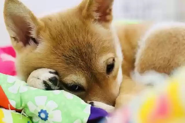 免费下载 Puppy Shiba Inu 免费照片模板，可使用 GIMP 在线图像编辑器进行编辑