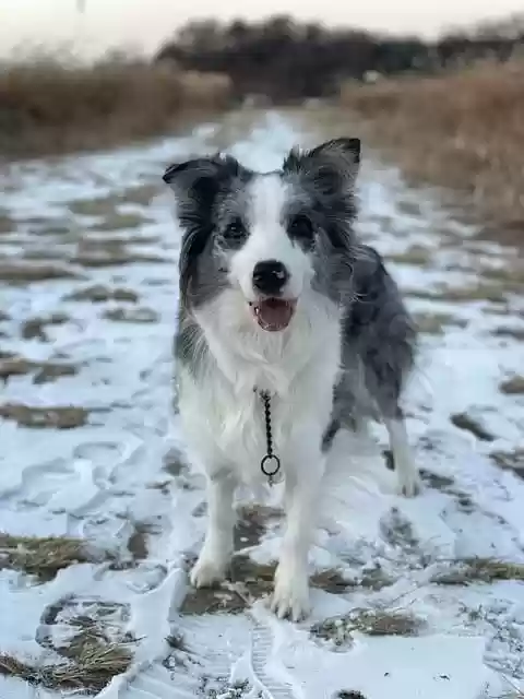 Free download puppy trail snow border collie dog free picture to be edited with GIMP free online image editor