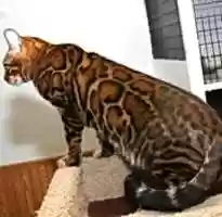 Free download Purebred Bengal Kittens free photo or picture to be edited with GIMP online image editor