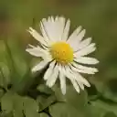 Pure Grass Flowers  screen for extension Chrome web store in OffiDocs Chromium