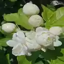 Pure jasmine cluster wallpaper  screen for extension Chrome web store in OffiDocs Chromium