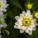 Pure white dahlias  screen for extension Chrome web store in OffiDocs Chromium