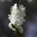 Pure white flowers  screen for extension Chrome web store in OffiDocs Chromium