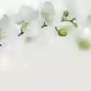 Pure white orchids  screen for extension Chrome web store in OffiDocs Chromium