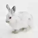 Pure White Rabbit Theme – Elegance in Simplicity  screen for extension Chrome web store in OffiDocs Chromium