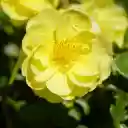 Pure yellow flower  screen for extension Chrome web store in OffiDocs Chromium