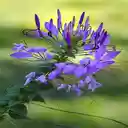 Purple amaryllis wallpaper  screen for extension Chrome web store in OffiDocs Chromium