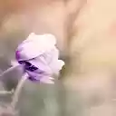 Purple anemone  screen for extension Chrome web store in OffiDocs Chromium