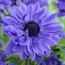 Purple anemone flower wallpaper  screen for extension Chrome web store in OffiDocs Chromium
