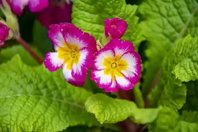 免费下载紫色花朵 - 使用 GIMP 在线图像编辑器编辑的免费照片或图片