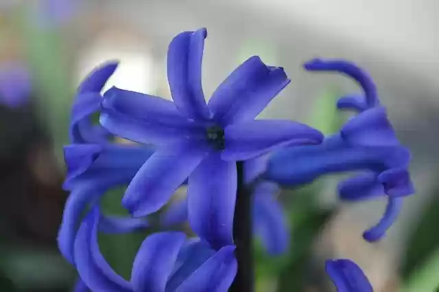 Free download Purple Blue Indigo -  free photo or picture to be edited with GIMP online image editor