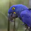 Purple Blue Parrot  screen for extension Chrome web store in OffiDocs Chromium