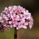 Purple Bud Flower  screen for extension Chrome web store in OffiDocs Chromium