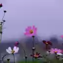 Purple Butterfly Flowers  screen for extension Chrome web store in OffiDocs Chromium