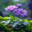 Purple chrysanthemum wallpaper  screen for extension Chrome web store in OffiDocs Chromium