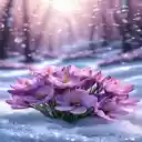 purple crocus flowers Wallpaper  screen for extension Chrome web store in OffiDocs Chromium