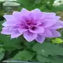 Purple Dahlia Wallpaper  screen for extension Chrome web store in OffiDocs Chromium