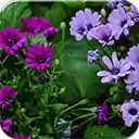 Purple Daisies  screen for extension Chrome web store in OffiDocs Chromium