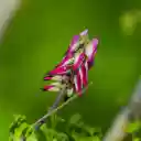 Purple Flower Branch  screen for extension Chrome web store in OffiDocs Chromium