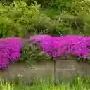 Purple Flower Bushes on the Wall  screen for extension Chrome web store in OffiDocs Chromium