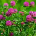 Purple flower garden blooms  screen for extension Chrome web store in OffiDocs Chromium