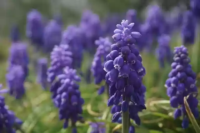 Free download Purple Flower Grape Hyacinth -  free photo or picture to be edited with GIMP online image editor
