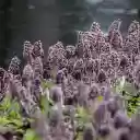 Purple flower hill  screen for extension Chrome web store in OffiDocs Chromium