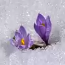 Purple flower in frost  screen for extension Chrome web store in OffiDocs Chromium