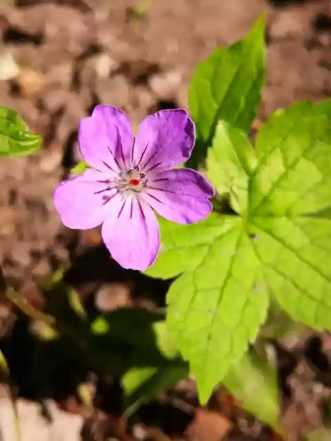 Free download Purple Flower Modest Pure -  free photo or picture to be edited with GIMP online image editor