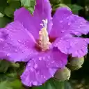 Purple flowers and rainwater  screen for extension Chrome web store in OffiDocs Chromium