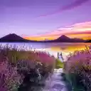 Purple flowers by the lake  screen for extension Chrome web store in OffiDocs Chromium