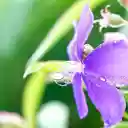 Purple flowers in the rain  screen for extension Chrome web store in OffiDocs Chromium