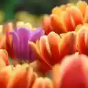 Purple flowers, orange flowers  screen for extension Chrome web store in OffiDocs Chromium