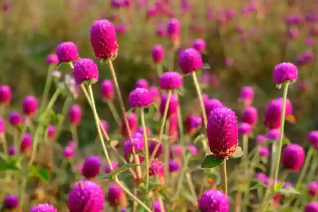 Free download Purple Flower Spring -  free photo or picture to be edited with GIMP online image editor