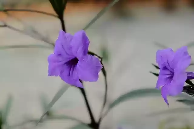 Free download Purple Flowers The Leaves -  free photo or picture to be edited with GIMP online image editor