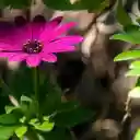 Purple Flowers with Open Petals  screen for extension Chrome web store in OffiDocs Chromium