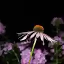 Purple flowers with yellow powder  screen for extension Chrome web store in OffiDocs Chromium