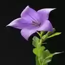 Purple flower wallpaper  screen for extension Chrome web store in OffiDocs Chromium