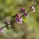 Purple fruit branches  screen for extension Chrome web store in OffiDocs Chromium