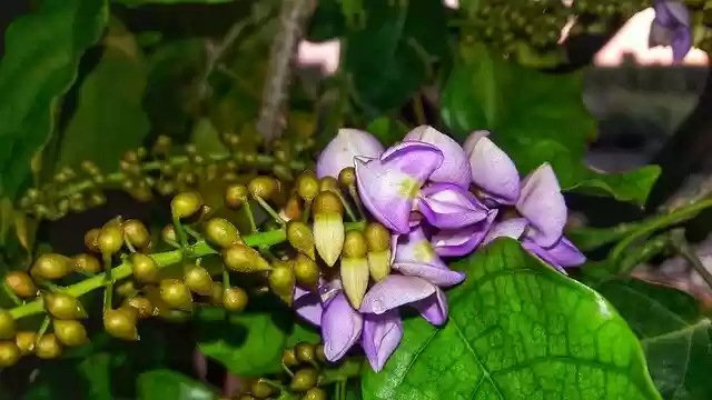 Free download Purple Green Garden -  free free photo or picture to be edited with GIMP online image editor