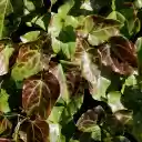 Purple green leaves  screen for extension Chrome web store in OffiDocs Chromium