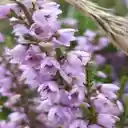 Purple heather wallpaper  screen for extension Chrome web store in OffiDocs Chromium