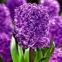 purple hyacinth wallpaper  screen for extension Chrome web store in OffiDocs Chromium